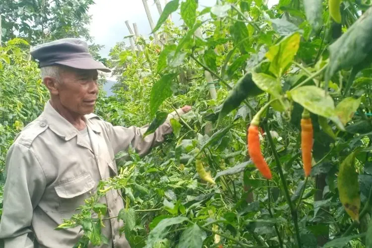Hasil Panen Melimpah, Harga Cabai Rawit Merah Berangsur Turun