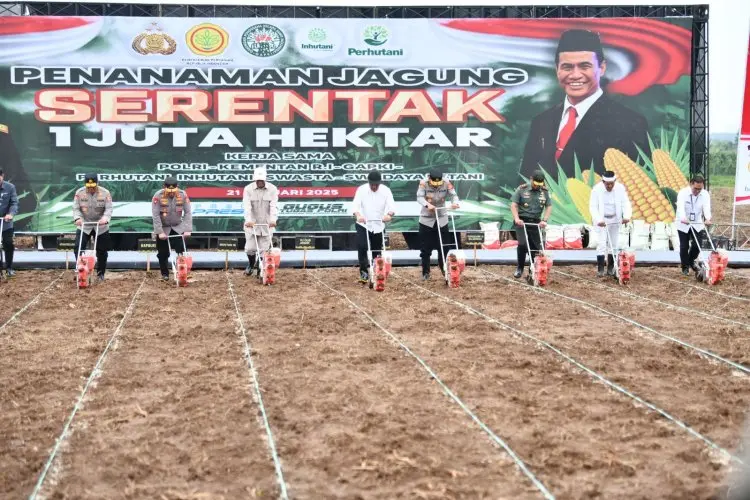 Subang Sebagai Model Nasional Gerakan Penanaman Jagung 1 Juta Hektare