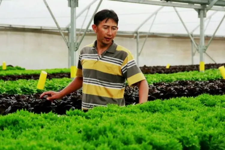 Tak Cuma Lokal, Produsen Sayuran Asal Lembang Amazing Farm Pasarkan Sayuran ke Berbagai Negara 