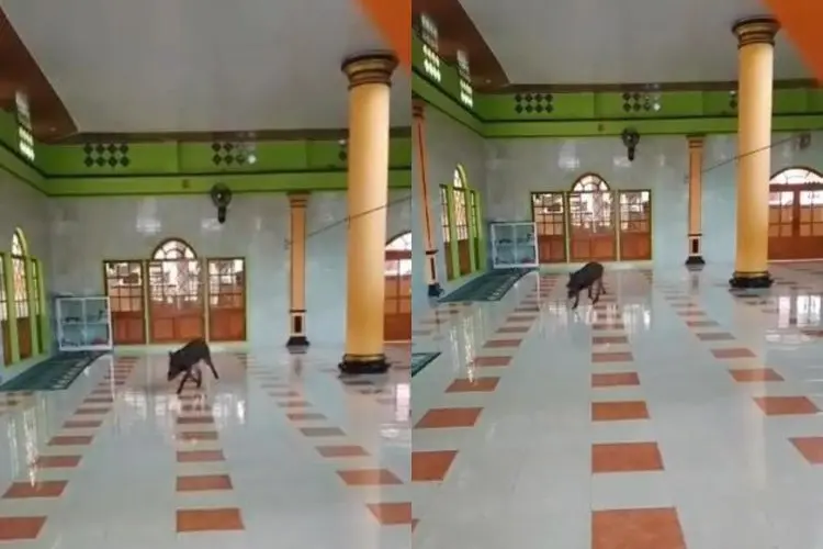 Heboh Babi Hutan Masuk Masjid di Cianjur hingga Buat Panik Warga