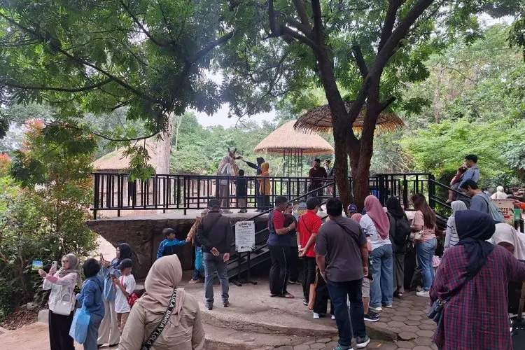 Meriahkan Imlek, Kebun Binatang Bandung Gelar Pertunjukan Barongsai