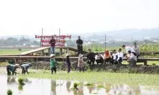Budidaya Padi Biosalin PGN Dapat Apresiasi dari Jokowi