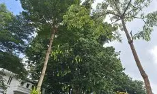 BMKG Minta Masyarakat Waspadi Angin Kencang