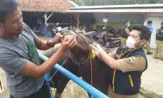 Cegah PMK di Wilayahnya, Dispernakan KBB Targetkan 26.229 Sapi Perah untuk Divaksinasi Massal