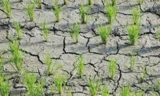DKPP Jabar Ungkap Komoditas Beras Paling Terdampak dari Fenomena El Nino