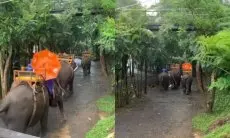 Viral! Aksi Gajah-gajah di Bali Zoo Cari Perlindungan Saat Hujan dan Angin Kencang Jadi Perhatian Netizen