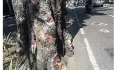 Tabrak Pohon di Soekarno Hatta, Pemotor Tewas