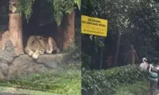 Viral Pengunjung Taman Safari Bogor Keluar dari Mobil, Netizen: Udah Jelas-jelas Ada Tulisan Larangan
