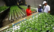 FOTO: Pelatihan Keterampilan Hidroponik Bagi Karyawan Jelang Pensiun