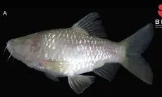 Kabupaten Bogor Mendunia, Spesies Ikan Baru Barbodes Klapanunggalensis Ditemukan di Sana