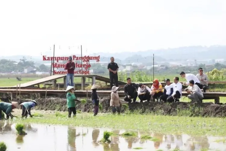 Budidaya Padi Biosalin PGN Dapat Apresiasi dari Jokowi