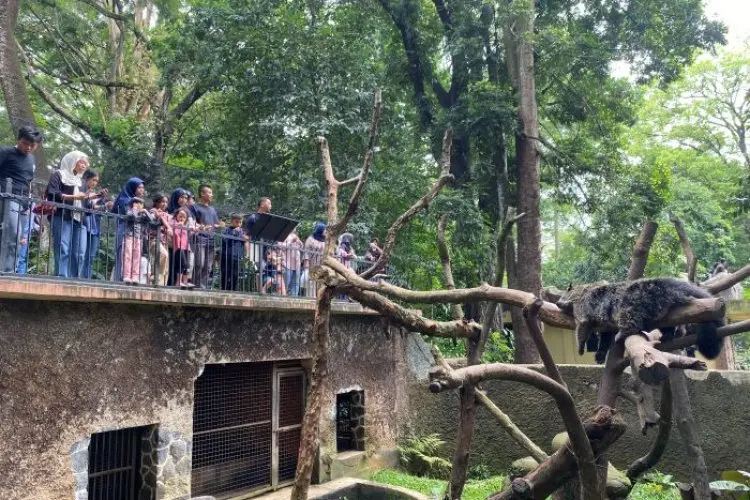 Dewan Dukung Rencana Pemkot Benahi Kebun Binatang Bandung