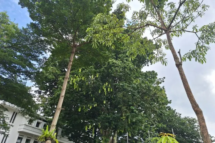 BMKG Minta Masyarakat Waspadi Angin Kencang