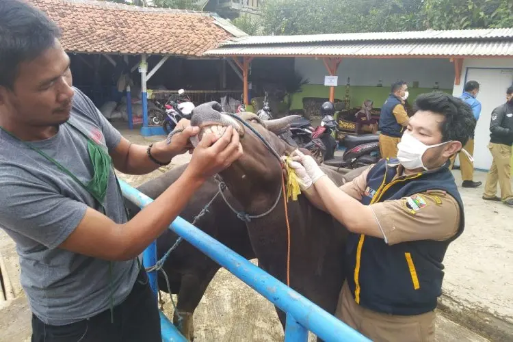 Cegah PMK di Wilayahnya, Dispernakan KBB Targetkan 26.229 Sapi Perah untuk Divaksinasi Massal