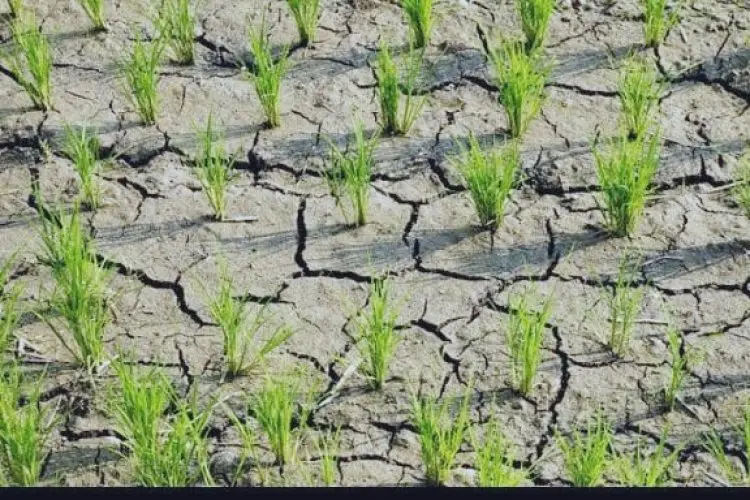 DKPP Jabar Ungkap Komoditas Beras Paling Terdampak dari Fenomena El Nino