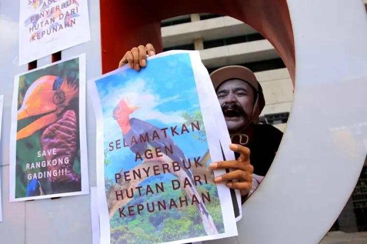 FOTO: Aksi Selamatkan Burung Rangkong Gading