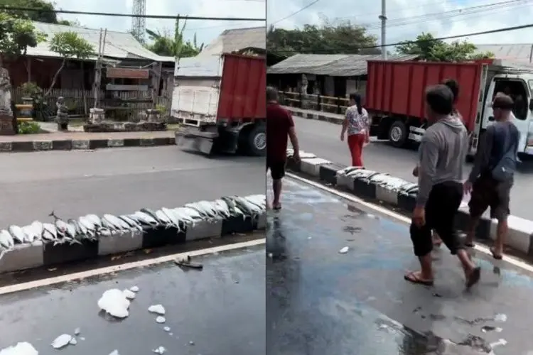 Viral Aksi Warga Bali, Bantu Kumpulkan Ikan dari Truk yang Kecelakaan