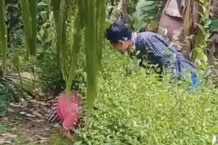 Viral! Emak-Emak Ngumpet di Kebun Saat Didatangi Penagih Hutang