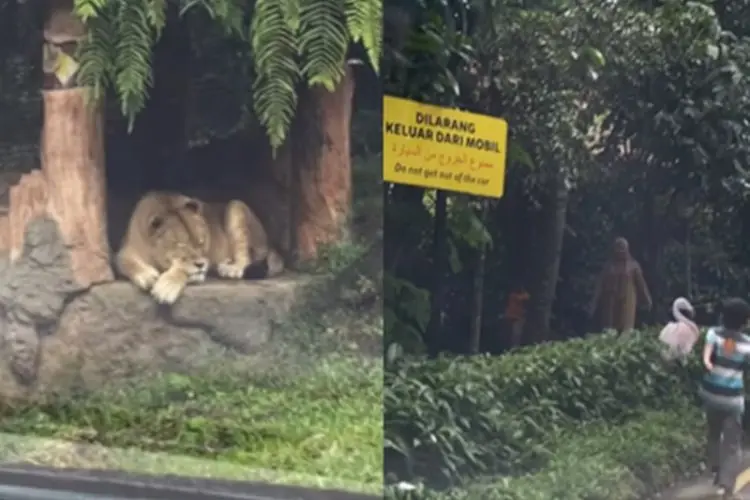 Viral Pengunjung Taman Safari Bogor Keluar dari Mobil, Netizen: Udah Jelas-jelas Ada Tulisan Larangan