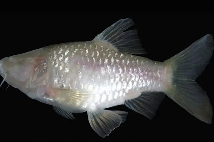 Kabupaten Bogor Mendunia, Spesies Ikan Baru Barbodes Klapanunggalensis Ditemukan di Sana