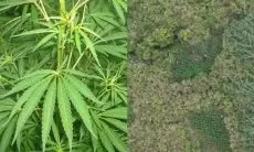 Viral Ladang Ganja Ditemukan di TNBTS, Berada di Luar Jalur Wisata Bromo dan Semeru