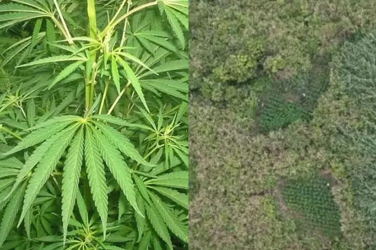 Viral Ladang Ganja Ditemukan di TNBTS, Berada di Luar Jalur Wisata Bromo dan Semeru