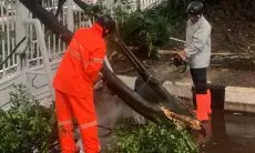 57 Pohon di Komplek Pemkab Bogor Bertumbangan Karena Tertiup Angin Kencang