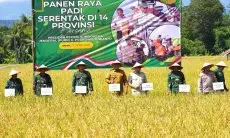 Panen Raya di Jonggol, Potensi Kabupaten Bogor 261 Ribu Ton Gabah Sekali Panen