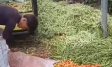Harga Sayur Anjlok, Viral Petani di Kepahiang Buang Hasil Panen sebagai Bentuk Protes