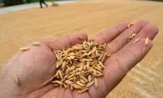 Kuota Terbatas, Petani di Cirebon Terpaksa Jual Gabah ke Tengkulak dengan Harga Rendah