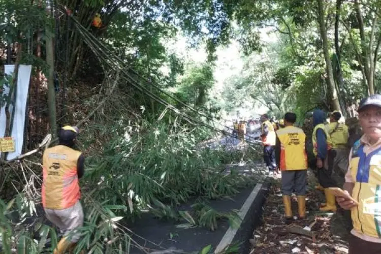 Imbas Rumpun Bambu Tumbang, Jalan Kolonel Masturi Lembang Macet Parah