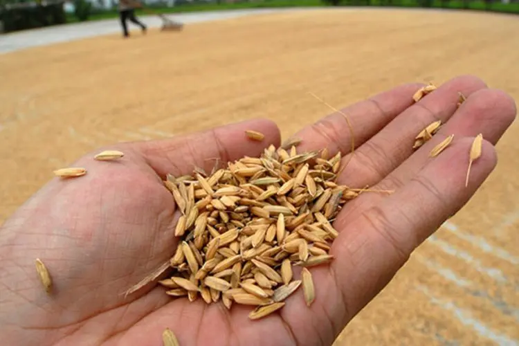 Kuota Terbatas, Petani di Cirebon Terpaksa Jual Gabah ke Tengkulak dengan Harga Rendah