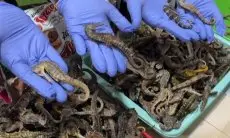 Diselundupkan dalam Kemasan Camilan, 20 Kg Kuda Laut Kering Digagalkan di Batam