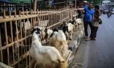 Pemkot Bandung Wajibkan Pedagang Hewan Kurban Lapor ke Kelurahan