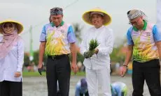 Dedi Mulyadi Dukung Swasembada Pangan Lewat Penanaman Padi di Lahan Aset Negara