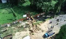 Cegah Pohon Tumbang, Pemkot Bandung Tingkatkan Pengawasan dan Pemangkasan Rutin