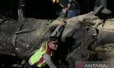 Pohon Tumbang Tutup Akses Utama Jalur Selatan Cianjur