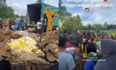 Viral Warga Ramai-ramai Ambil Mangga Ilegal yang Dimusnahkan Bea Cukai