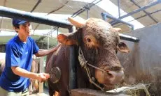FOTO: Sapi Kurban Milik Presiden Prabowo di Cisarua Bandung Barat