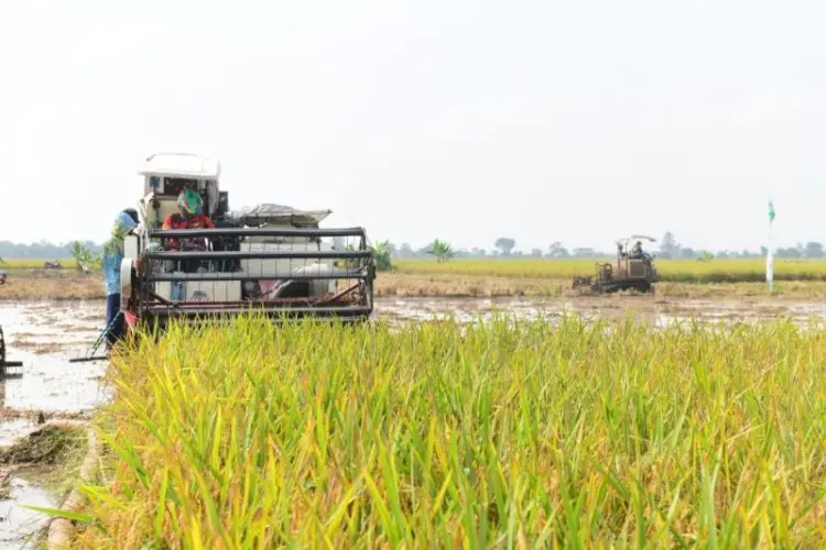 Pemkab Indramayu Terapkan Penggunaan Teknologi Pertanian Percepat Panen Padi
