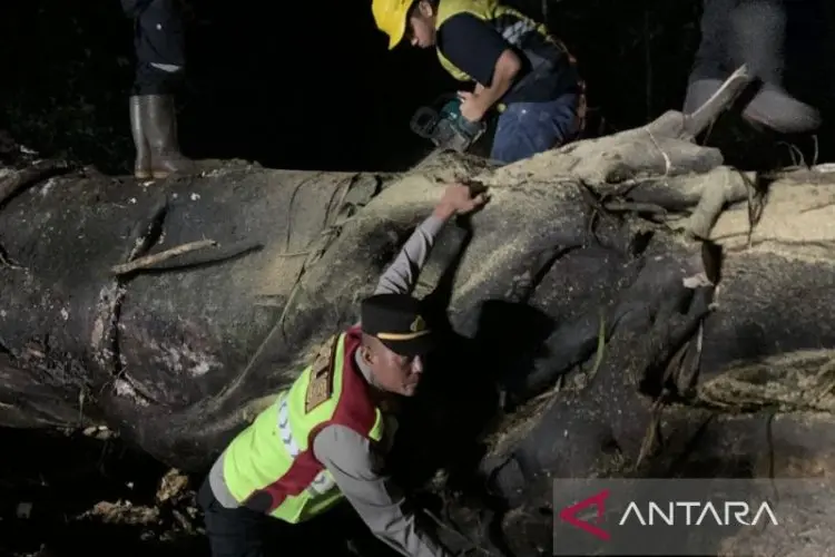 Pohon Tumbang Tutup Akses Utama Jalur Selatan Cianjur