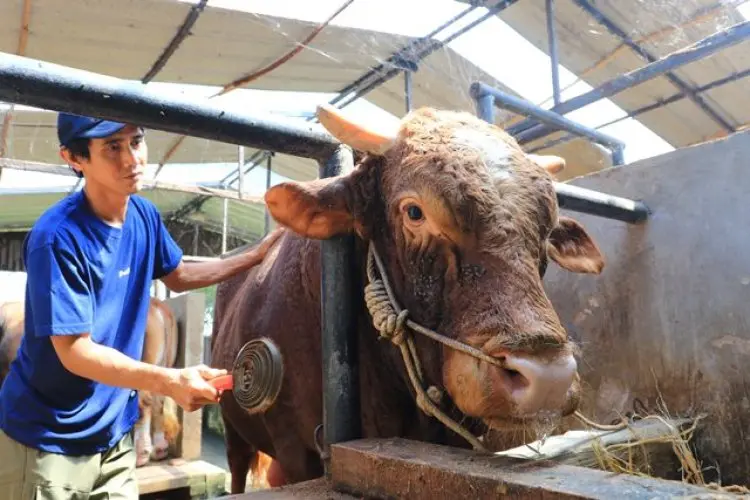 FOTO: Sapi Kurban Milik Presiden Prabowo di Cisarua Bandung Barat