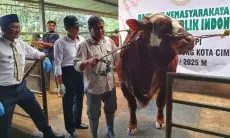 Pemkot Cimahi Terima Sapi Kurban Presiden Prabowo Subianto dari Peternak di Cipageran
