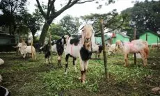 Tren Pembelian Hewan Kurban 2025 Turun, Kambing Jadi Primadona Tahun Ini