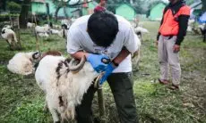 Farhan Imbau Pemotongan Hewan Kurban Dilakukan di RPH