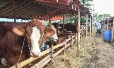 Depok Temukan 734 Hewan Tak Layak Kurban, Warga Diimbau Lebih Waspada
