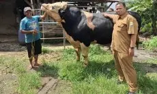 Sapi Kurban Presiden Prabowo Subianto Siap Dikurbankan di Masjid Agung Sumber Cirebon