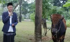Wabup Jaro Ade Berkeinginan Penyaluran Hewan Qurban Merata di 40 Kecamatan