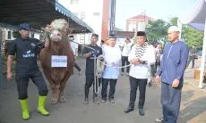 Kapolda Jabar Sumbangkan Dua Ekor Sapi Kurban Limosin untuk Pesantren