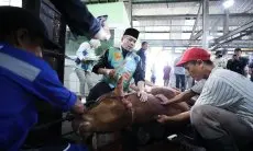 Erwin Sembelih Sapi Kurban dari Presiden RI dan Wali Kota Bandung